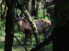 Cervus elaphus italicus