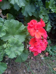 Pelargonium