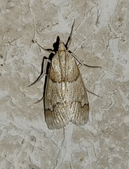 Pseudoschinia elautalis