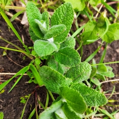 Mentha × rotundifolia