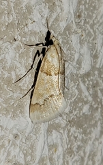 Pseudoschinia elautalis