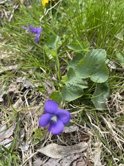 Viola sororia