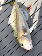 Caulolatilus princeps