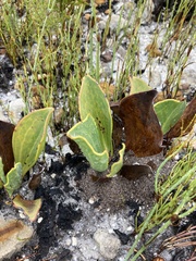 Mairia coriacea