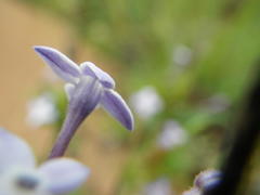 Conostomium natalense natalense