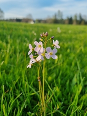 Cardamine pratensis