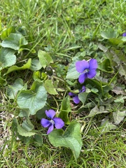 Viola sororia
