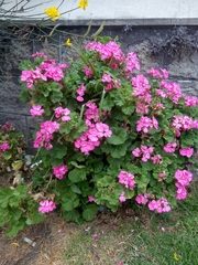Pelargonium
