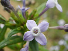 Conostomium natalense natalense