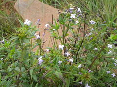 Conostomium natalense natalense