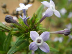 Conostomium natalense natalense