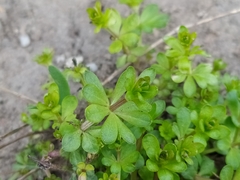 Galium mollugo
