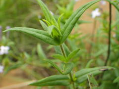 Conostomium natalense natalense