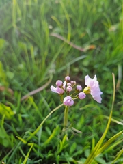 Cardamine pratensis