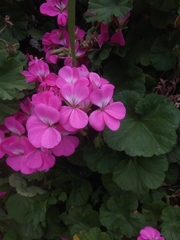 Pelargonium