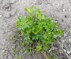 Galium mollugo