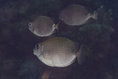 Siganus spinus