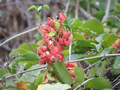 Magnoliopsida