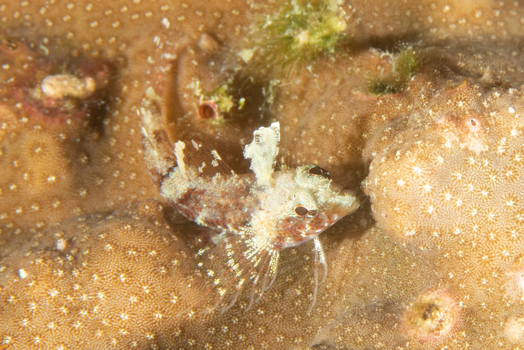 High Hat Triplefin