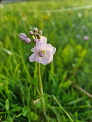 Cardamine pratensis