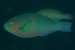 Surf Parrotfish photo 3