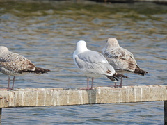 Larus argentatus