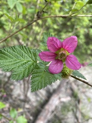 Rubus spectabilis