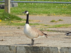 Branta canadensis