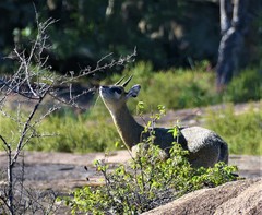 Oreotragus oreotragus stevensoni