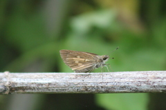 Poanes viator