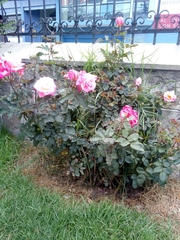 Rosa