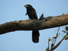 Crotophaga sulcirostris