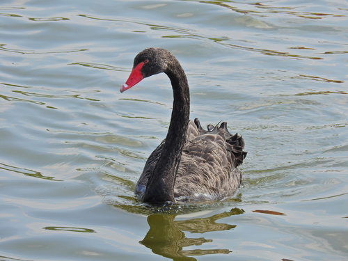 Cisne negro (Cygnus atratus)
