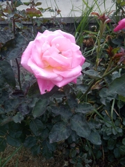 Rosa