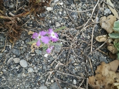 Matthiola tricuspidata