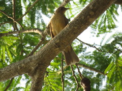 Turdus grayi