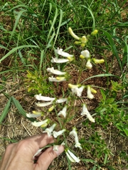 Penstemon oklahomensis