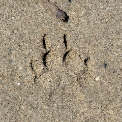 Mammalia