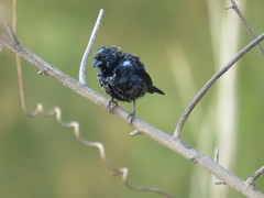 Volatinia jacarina