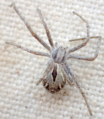 Rhysodromus histrio