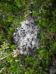 Crematogaster peringueyi