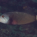 Rockmover Wrasse - Photo (c) Mark Rosenstein, some rights reserved (CC BY-NC-SA), uploaded by Mark Rosenstein