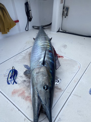 Acanthocybium solandri