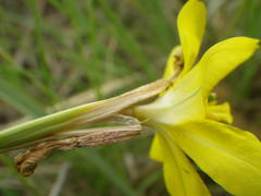 Moraea pallida
