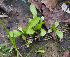 Plantago major
