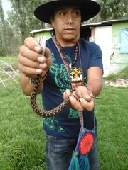 Crotalus polystictus