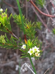 Diosma aristata