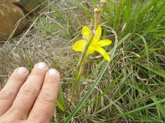 Moraea pallida