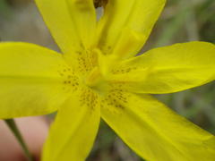 Moraea pallida