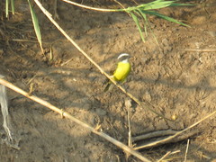 Myiozetetes similis
